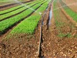 Agricultural irrigation system.