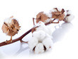 cotton flower over branch cotton flower over branch