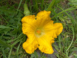 Butternut squash flower