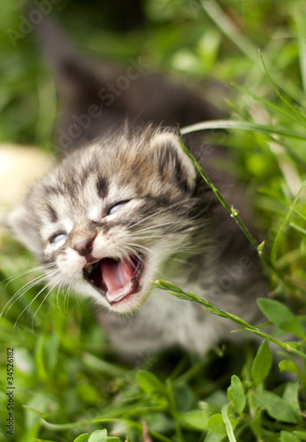 Photo: nervous kitten walking on a light green grass nervous kitten walking on a light green grass