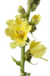 Yellow Verbascum
