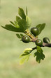 Fig tree with young fruits Fig tree with young fruits