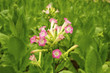 Tobacco Plant Tobacco Plant
