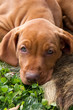 Foto: Magyar Vizsla Welpe Magyar Vizsla Welpe