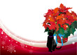 Poinsettia and cat.