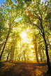 sunlight through autumn leaves