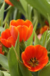 Tulips in Thailand