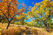 autumn forest autumn forest
