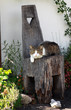 cat on the chair cat on the chair