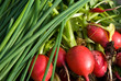Green onion and radishes Green onion and radishes
