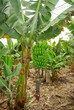 Photo: plantation de bananes plantation de bananes