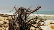 Dry dead snag on Sea Background Dry dead snag on Sea Background