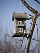 Vogelhaus-Fenster