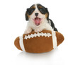 funny puppy