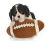 sports hound