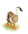Walking domestic goose.Watercolor style