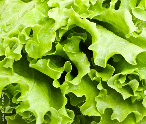Photo: Green Lettuce Green Lettuce