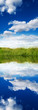 grass meadow reflection