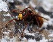 Photo : frelon sur rocher frelon sur rocher