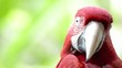Red Macaw head close-up Red Macaw head close-up