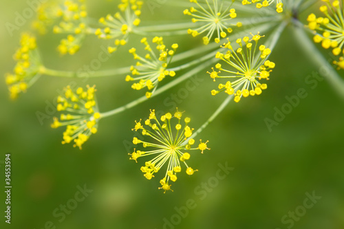 Foto: Dill Dill