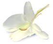 Butterflylily or Dolanchapa flower of Southeast Asia