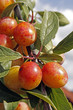 mellow mirabelles mellow mirabelles