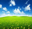 field of spring flowers