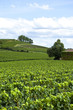 Saint-Emilion, vin, vignoble, Bordeaux, raisin, vignes, vert