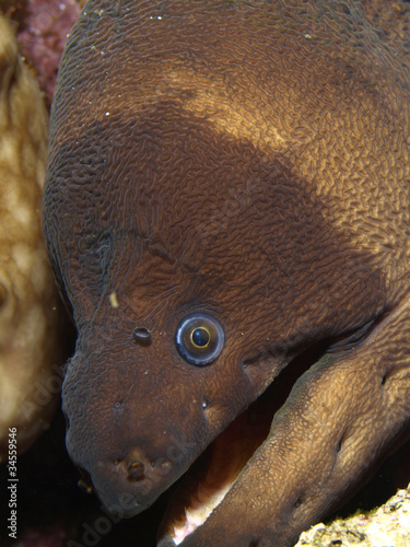 Photo: murion murion