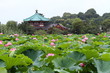 弁天堂と蓮華 (東京・上野不忍池)