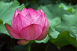 蓮華 (東京・上野不忍池)
