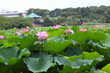 弁天堂と蓮華 (東京・上野不忍池)