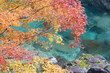 Autumn leaves and Clear stream