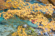 Autumn leaves