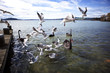birds in flight