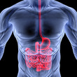 intestine