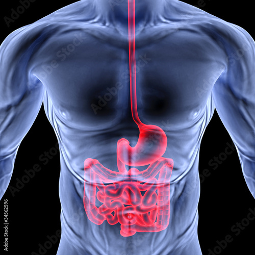 Illustration: intestine intestine