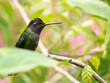 Kolibri in Costa Rica