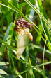 newborn dragonfly