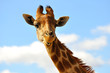 Foto: girafe sur ciel bleu 1 girafe sur ciel bleu 1