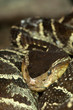 pit viper