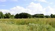 Meadow