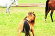 Biting Pony