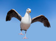 Wild angry seagull