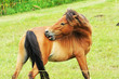 Pony Biting Itself