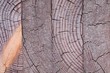 Foto: Wood Wood