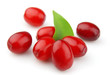sweet dogberry