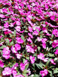 impatiens rosa
