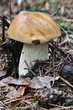 The white Summer Boletus